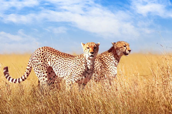 Adventure- South Africa